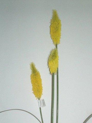 Pussy Willow x 3 H 90 - Sconti per Fioristi e Aziende - Diversi colori