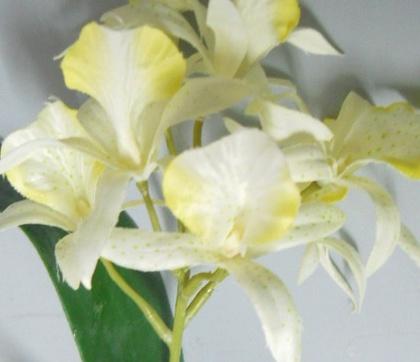 Pianta di Orchidea Brasso alta cm. 50 - Sconti per Fioristi e Aziende