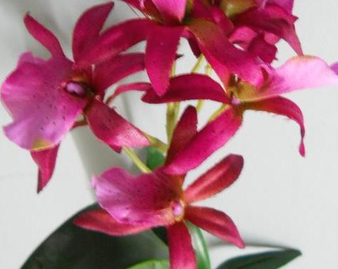 Pianta di Orchidea Brasso alta cm. 50 - Sconti per Fioristi e Aziende