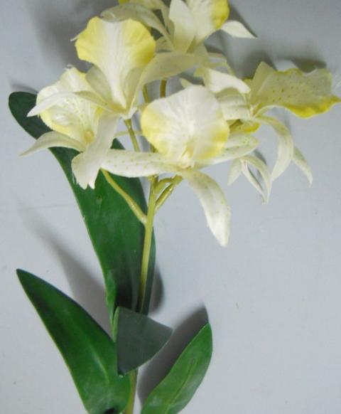 Pianta di Orchidea Brasso alta cm. 50 - Sconti per Fioristi e Aziende