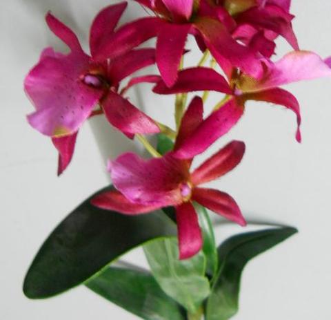 Pianta di Orchidea Brasso alta cm. 50 - Sconti per Fioristi e Aziende
