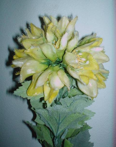 Nigella Artificiale wild  H 95 - Sconti per Fioristi e Aziende