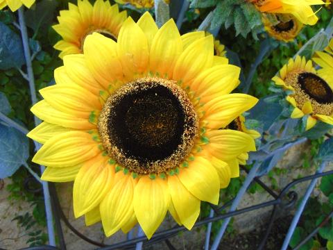 Girasole Artificiale x 3 H 95 - Sconti per Fioristi e Aziende . - stelo grosso