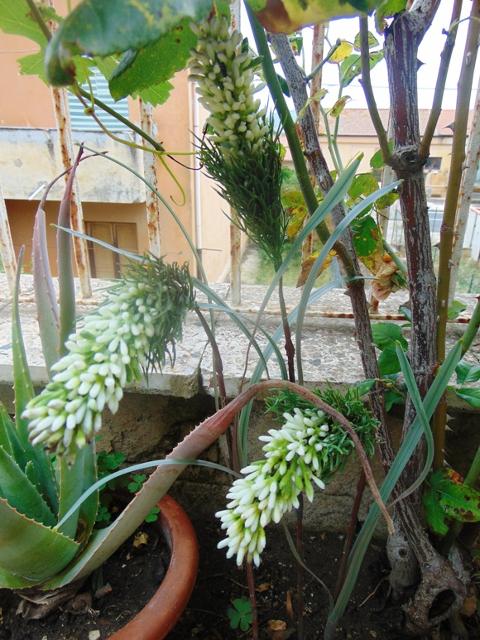 Privet Wild Gommato H 85 - Sconti per Fioristi e Aziende