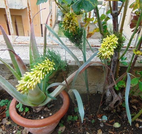 Privet Wild Gommato H 85 - Sconti per Fioristi e Aziende