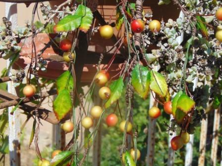 Ribes Cadente H 95 animato in 2 modelli - Sconti per Fioristi e Aziende