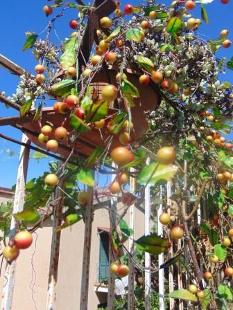 Ribes Cadente H 95 animato in 2 modelli - Sconti per Fioristi e Aziende