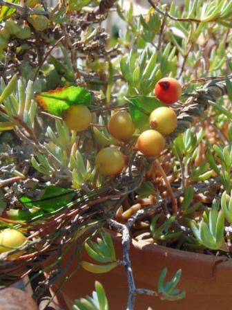 Ribes Cadente H 95 animato in 2 modelli - Sconti per Fioristi e Aziende