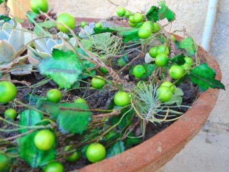 Ribes Cadente H 95 animato in 2 modelli - Sconti per Fioristi e Aziende