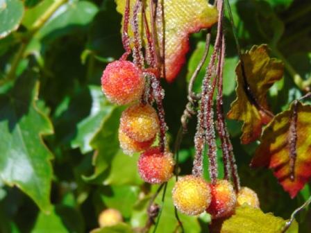 Ribes Cadente H 95 animato in 2 modelli - Sconti per Fioristi e Aziende