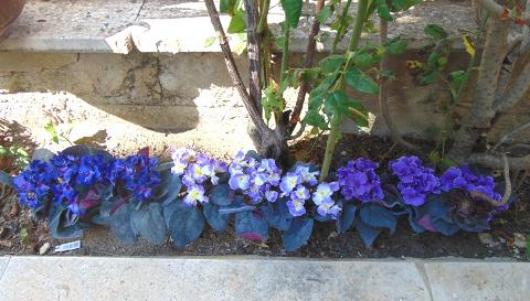 Sampaulia velvet bush Artificiale in poliestere - Sconti per Fioristi e Aziende