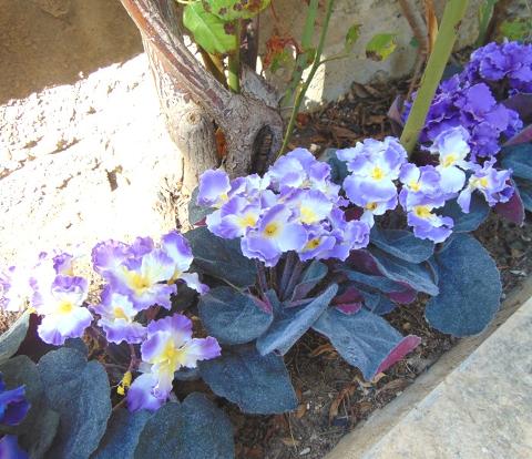 Sampaulia velvet bush Artificiale in poliestere - Sconti per Fioristi e Aziende