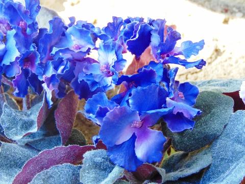 Sampaulia velvet bush Artificiale in poliestere - Sconti per Fioristi e Aziende
