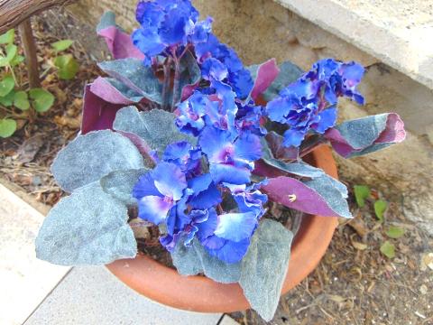 Sampaulia velvet bush Artificiale in poliestere - Sconti per Fioristi e Aziende