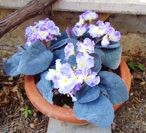Sampaulia velvet bush Artificiale in poliestere - Sconti per Fioristi e Aziende
