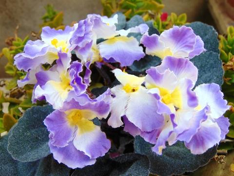 Sampaulia velvet bush Artificiale in poliestere - Sconti per Fioristi e Aziende