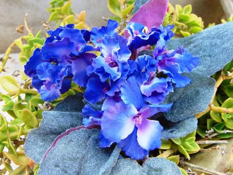 Sampaulia velvet bush Artificiale in poliestere - Sconti per Fioristi e Aziende