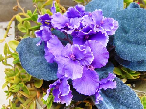 Sampaulia velvet bush Artificiale in poliestere - Sconti per Fioristi e Aziende