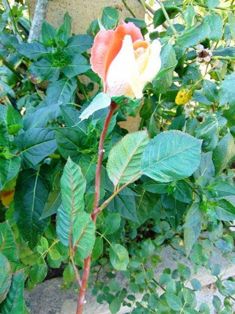 Bocciolo di rosa velvet in poliestere - Sconti per Fioristi e Aziende