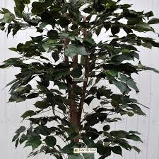 Ficus Benjamin x 43  verde - Sconti per Fioristi e Aziende
