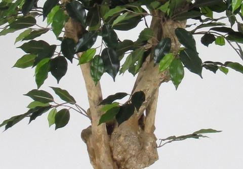 Ficus Benjamin x 43  verde - Sconti per Fioristi e Aziende