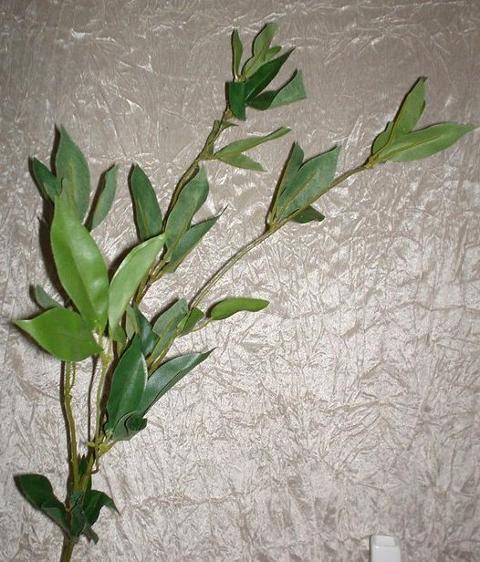 Ficus Benjamin x 4 vegetante - Sconti per Fioristi e Aziende  - In poliester