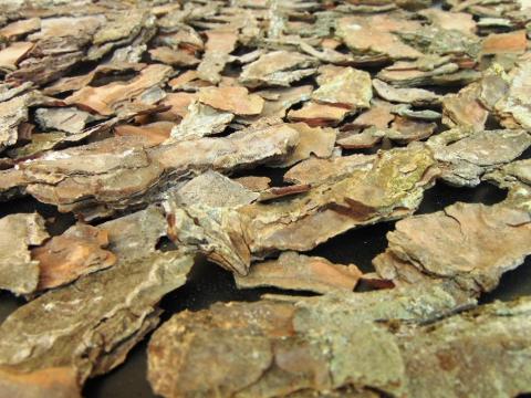 Corteccia di Pino Naturale - Sconti per Fioristi e Aziende . -  busta gr. 500