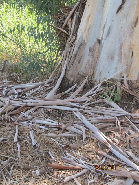 Corteccia di Eucaliptus Naturale gr. 500 - Sconti per Fioristi e Aziende