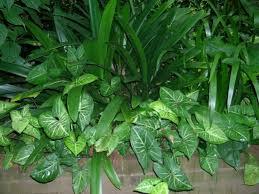 Foglia di Singonium H 56 - Sconti per Fioristi e Aziende . - Verde artificiale