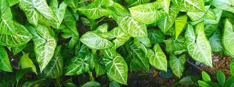 Foglia di Singonium H 56 - Sconti per Fioristi e Aziende . - Verde artificiale