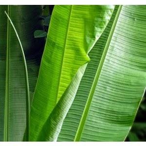 Foglia di Banano H 130 in Poliestere - Sconti per Fioristi e Aziende