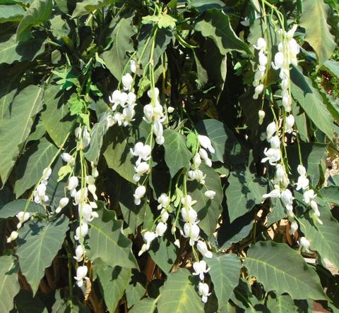 Dycentra spray in poliester  - Sconti per Fioristi e Aziende - Cuore di Maria