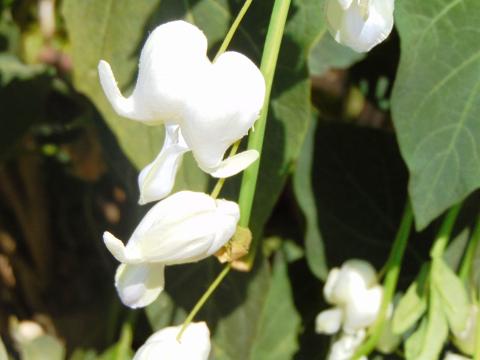 Dycentra spray in poliester  - Sconti per Fioristi e Aziende - Cuore di Maria