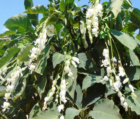 Dycentra spray in poliester  - Sconti per Fioristi e Aziende - Cuore di Maria