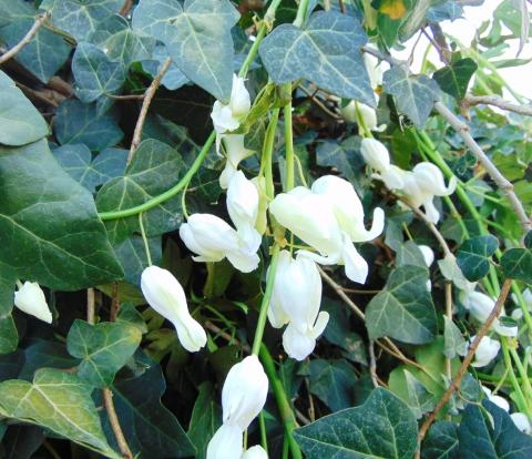 Dycentra spray in poliester  - Sconti per Fioristi e Aziende - Cuore di Maria