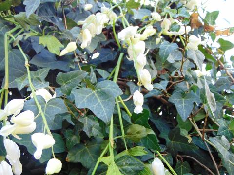 Dycentra spray in poliester  - Sconti per Fioristi e Aziende - Cuore di Maria