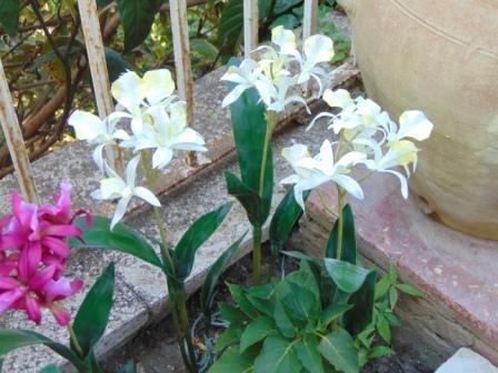 Pianta di Orchidea Brasso alta cm. 50 - Sconti per Fioristi e Aziende