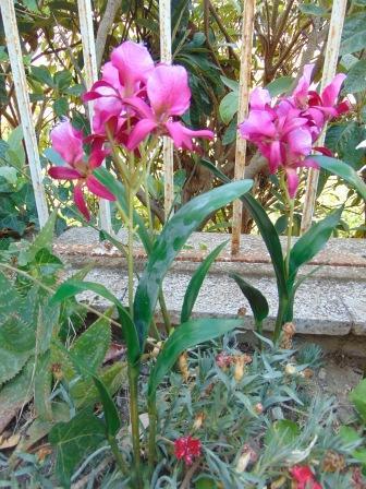 Pianta di Orchidea Brasso alta cm. 50 - Sconti per Fioristi e Aziende
