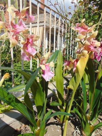 Pianta di Orchidea Cymbidium Artificiale H 50 - Sconti per Fioristi e Aziende