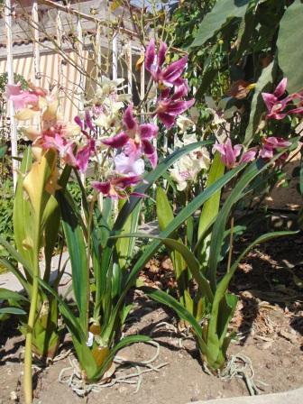Pianta di Orchidea Cymbidium Artificiale H 50 - Sconti per Fioristi e Aziende