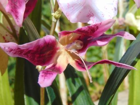 Pianta di Orchidea Cymbidium Artificiale H 50 - Sconti per Fioristi e Aziende