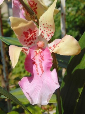 Pianta di Orchidea Cymbidium Artificiale H 50 - Sconti per Fioristi e Aziende