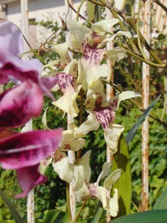 Pianta di Orchidea Cymbidium Artificiale H 50 - Sconti per Fioristi e Aziende