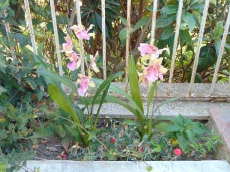 Pianta di Orchidea Cymbidium Artificiale H 50 - Sconti per Fioristi e Aziende