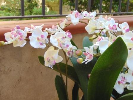 ramo orchidea artificiale fuxia - Fioreproibito
