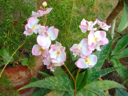 Orchidea artificiale x 2 H 56 - Sconti per Fioristi e Aziende . 