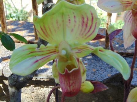 Pianta Orchidea Lady Slipper Flormatic - Sconti per Fioristi e Aziende