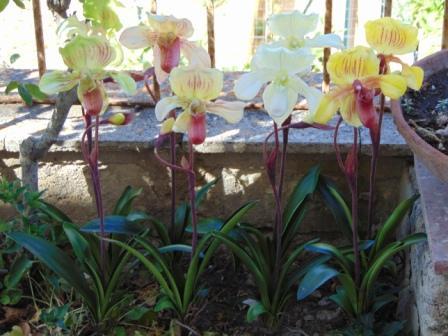 Pianta Orchidea Lady Slipper Flormatic - Sconti per Fioristi e Aziende - San Michele di Ganzaria (Catania)