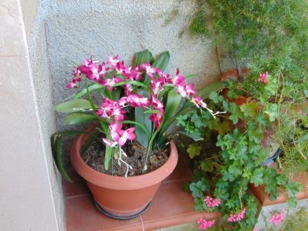 Orchidea Artificiale x 7 H 60 - Sconti per Fioristi e Aziende in polyester