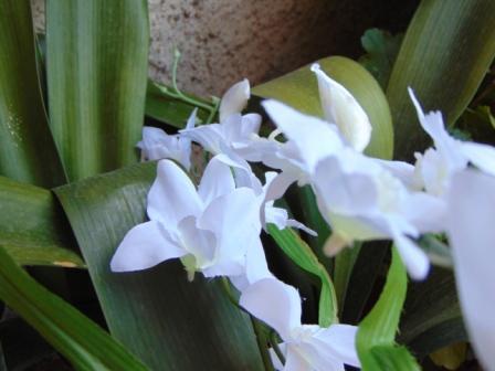 Orchidea Artificiale x 7 H 60 - Sconti per Fioristi e Aziende in polyester